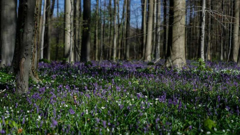 Danas se obilježava Dan planete Zemlje: Ove godine u fokusu klimatske promjene