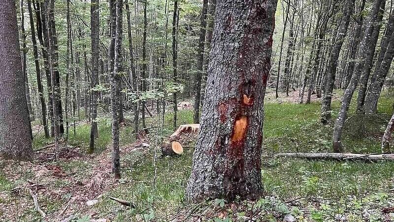 Šumska uprava Hadžići: Sječa šume na području Ravne Vale je u skladu sa propisima