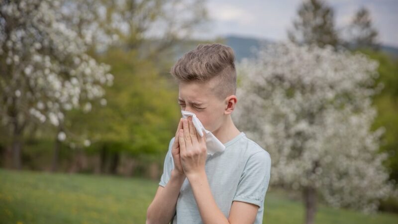 Tokom maja u zraku je bio prisutan samo polen drvenastih biljaka
