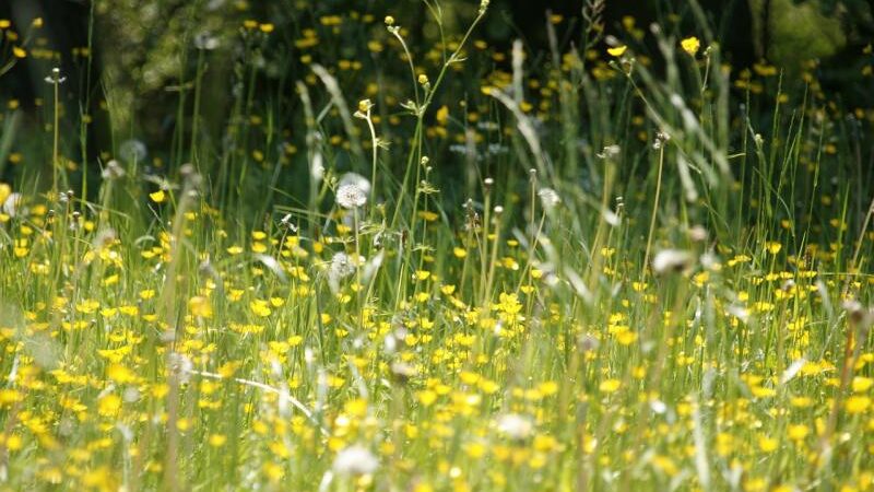 Koncentracije polena trava i korova u blagom porastu, građanima date preporuke