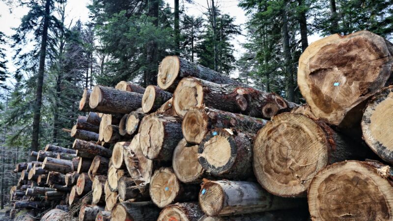 Donesena Odluka o uslovima i načinima prodaje drvnih šumskih sortimenata i nedrvnih šumskih proizvoda