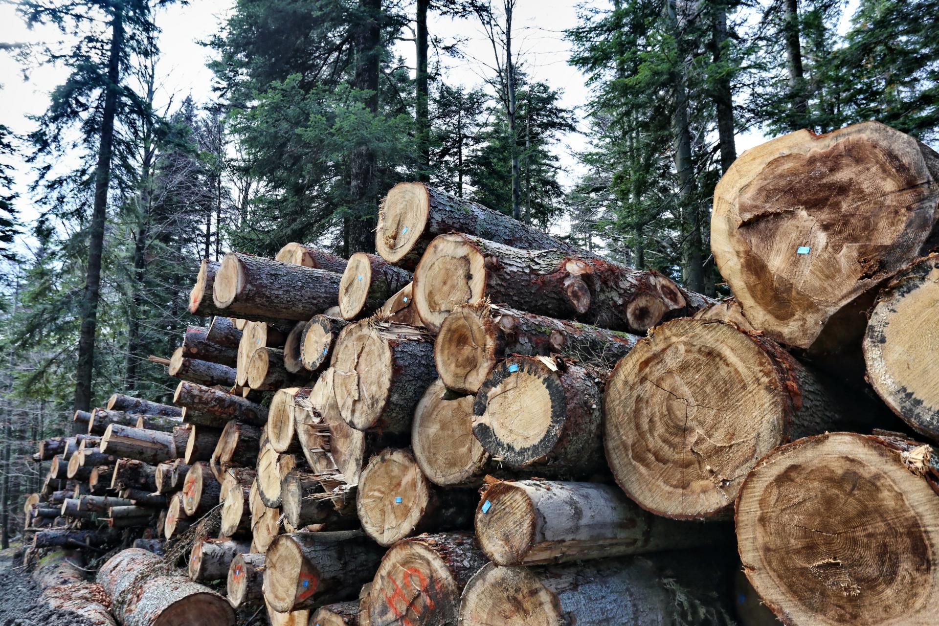 Donesena Odluka o uslovima i načinima prodaje drvnih šumskih sortimenata i nedrvnih šumskih proizvoda