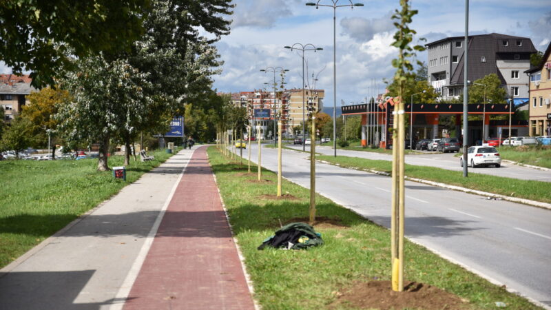 Nova stabla velikolisne lipe krasit će šetnicu u ulici Želimira Vidovića Kelija