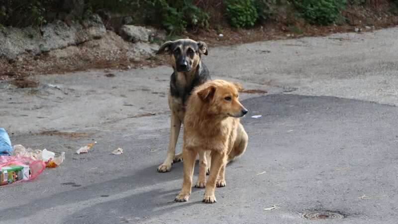 Općina Stari Grad: Pokrenuta akcija uklanjanja i zbrinjavanja pasa lutalica