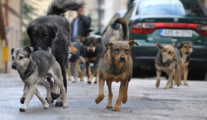 Vlast u Kantonu Sarajevo najavila dodatne mjere za smanjivanje broja pasa lutalica