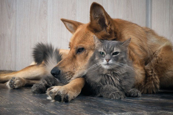 Ministarstvo privrede KS pripremilo Nacrt pravilnika o držanju i postupanju sa psima, mačkama, divljim i opasnim životinjama