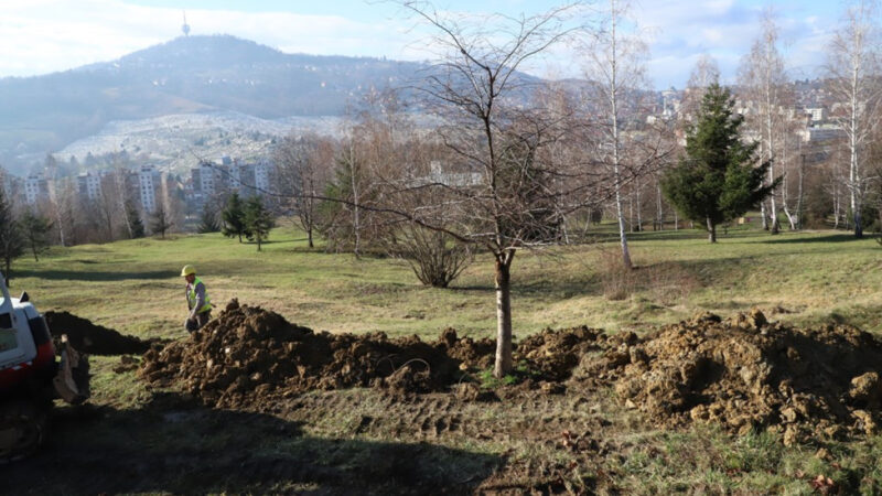 Uspješno presađena stabla u Gradski park Betanija