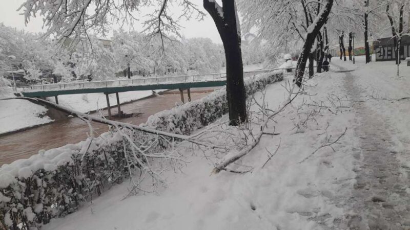 Apel KJKP Park: Pazite gdje parkirate automobile, zabilježena oštećenja na stablima