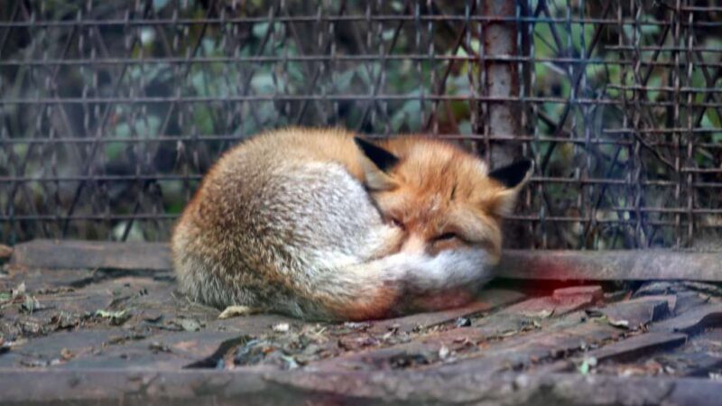 Počinje izgradnja zimovnika u Pionirskoj dolini i zoo vrtu