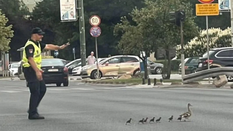 Sarajevo: Policajac zaustavio saobraćaj da prođu patka i pačići