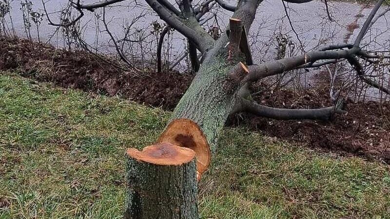 Nepoznato lice posjeklo stablo staro 40 godina na Dobrinji