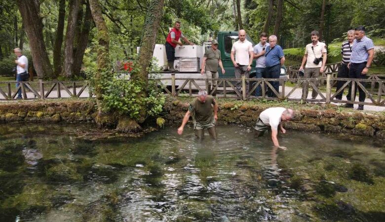 Autohtona potočna pastrmka ponovo na Vrelu Bosne