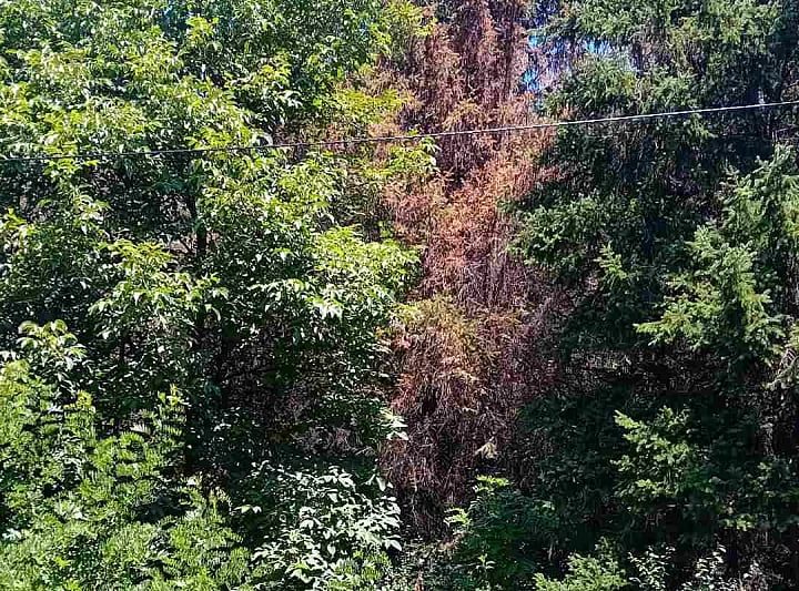 Građani upozoravaju: Park “Crni Vrh” prepušten propadanju, ugrožena smrčeva šuma